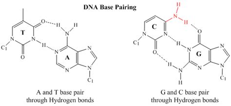 28.2: Base Pairing in DNA - The Watson-Crick Model - Chemistry LibreTexts