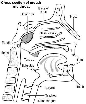 Nasoendoscopy | Test, Side-effects and Complications | Patient