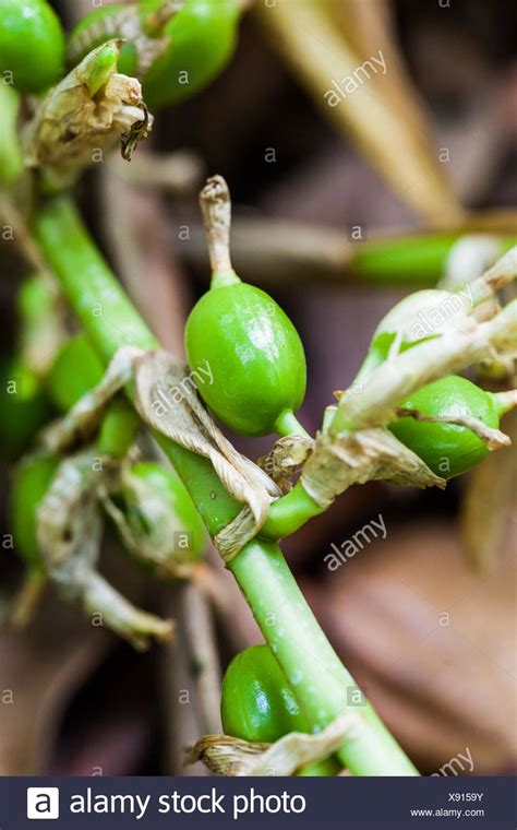 Cardamom Plant Stock Photos & Cardamom Plant Stock Images - Alamy