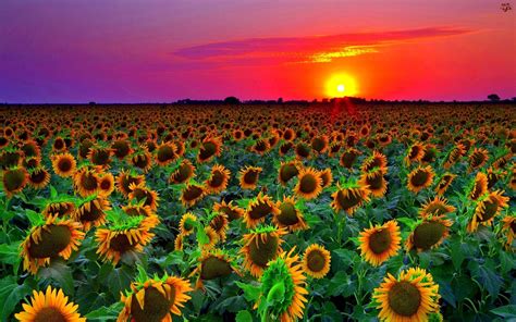 🔥 Download Sunflower Field Sunset Wallpaper HD Wallpaper13 by @tbecker34 | Field Of Sunflowers ...