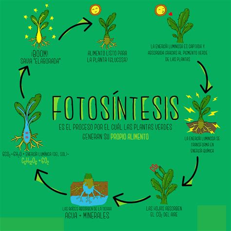 Fases De La Fotosintesis La Fotosintesis Plant Science Bullet Images ...