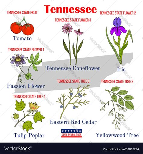 Tennessee State Bird And Flower