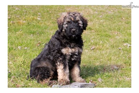 Bouvier Des Flandres puppy for sale near Lancaster, Pennsylvania ...