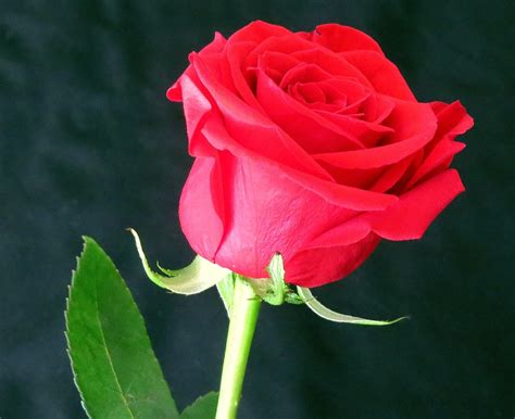 Fotografie gratuită: Rosa, Flori, Red, Trandafir Rosu - Imagine gratuită pe Pixabay - 1628287