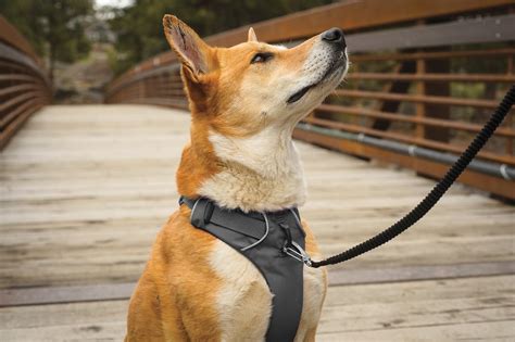 Best No Pull Dog Harness 2018 [Double Check With Your Current One ...