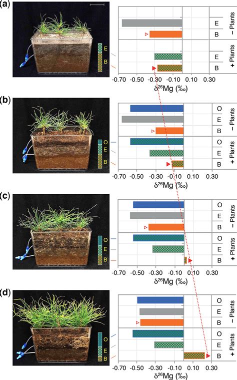 Mesocosms containing reconstructed podzol soil profiles with different ...