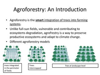 Agroforestry in India and Gujrat Model | PPT