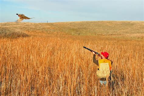 South Dakota Pheasant Hunters See Increased Opportunities - Game & Fish