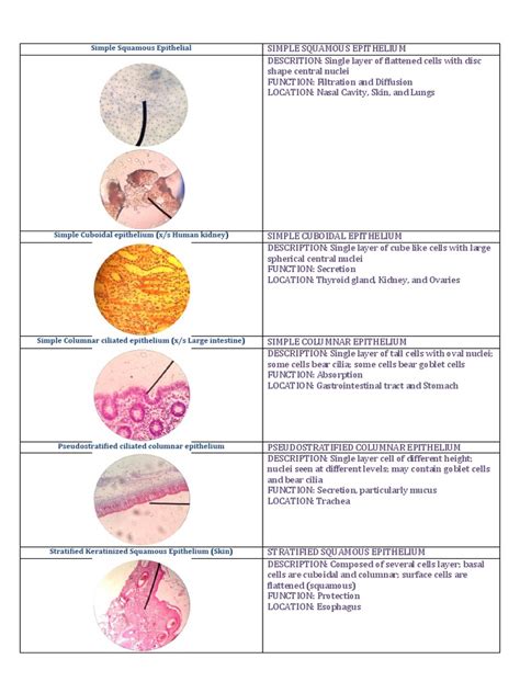 Different types of tissue | Epithelium | Connective Tissue | Free 30-day Trial | Scribd