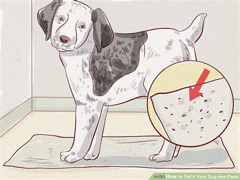 How to Tell if Your Dog Has Fleas: 14 Steps (with Pictures)