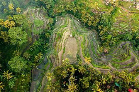 Visiting the Tegallalang rice terrace for sunrise: 17 photos to inspire ...