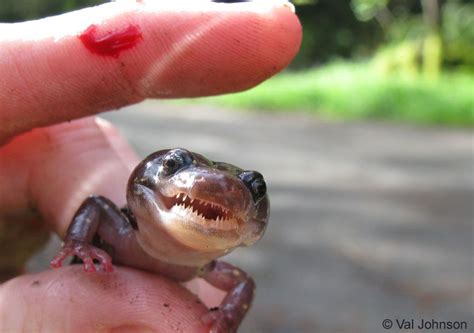 arboreal salamander Reptiles And Amphibians, Mammals, Frog And Toad, Zoology, Science And Nature ...