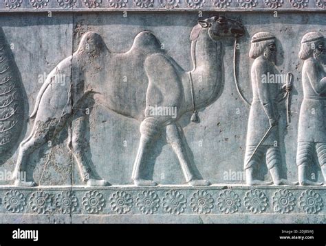 stone bas-relief of tributaries with camel, The Achaemenid Apadana palace, built by Darius I and ...