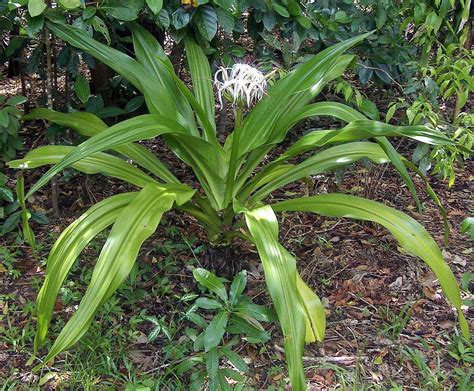 Crinum pedunculatum Marsh Lily, Mangrove Lily, Giant Crinoid - Noticias ...