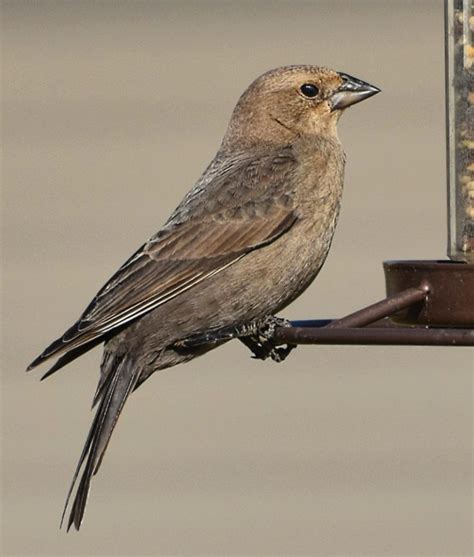 Female Brown-headed Cowbird - FeederWatch