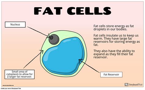 Specialized Cells Storyboard by oliversmith