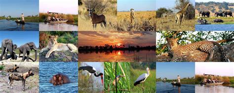 Comprehensive Travel Guide For Botswana - AfricanMecca Safaris