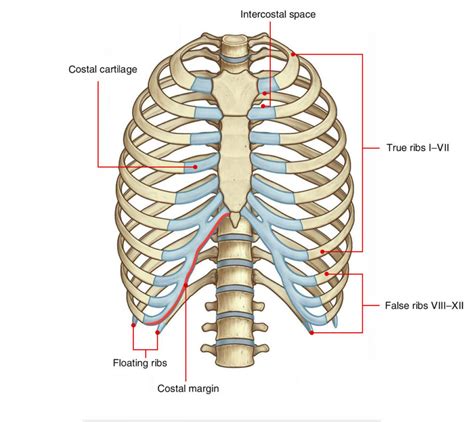 Intercostal Space Anatomy – Earth's Lab