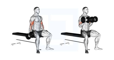 Dumbbell Seated Curl - Guide, Benefits, and Form