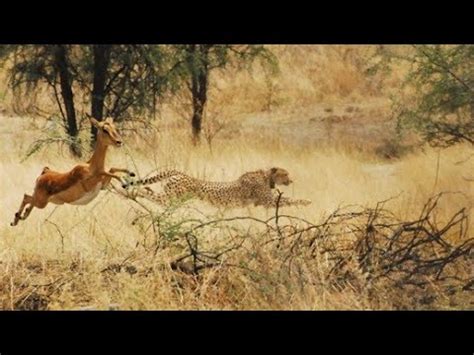 Animaux sauvages la lutte pour la vie - Documentaire Animalier HD - YouTube
