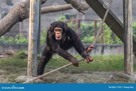 Baby Chimpanzee Playing with an Attached Rope Stock Photo - Image of happy, congo: 82611752