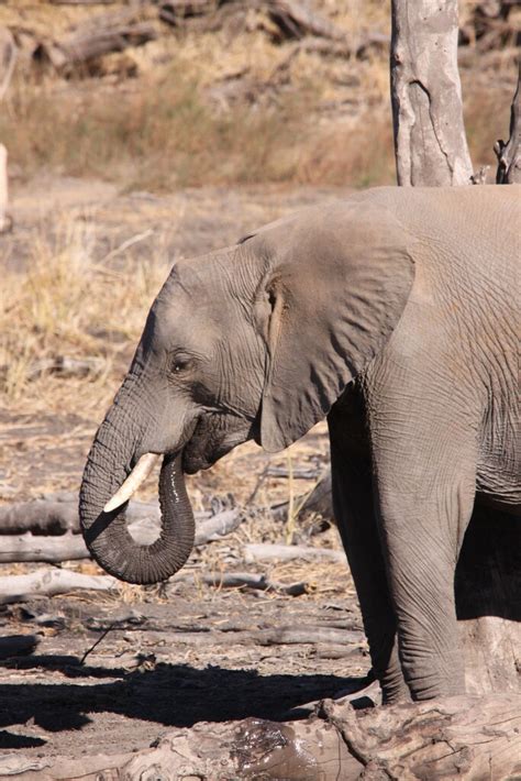 African Elephant, Loxodonta africana in Mapungubwe | Flickr