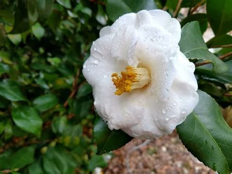 It's almost spring when you see a camellia. : gardening