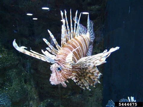 lionfish (Pterois volitans)