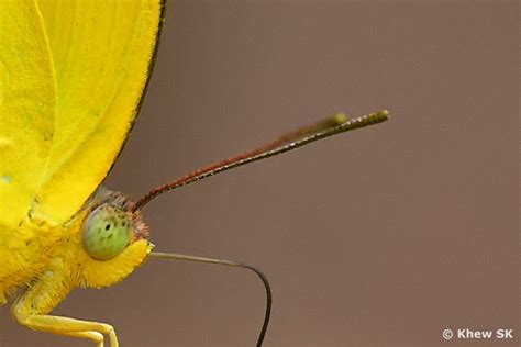 Butterflies of Singapore: The Butterfly Antennae