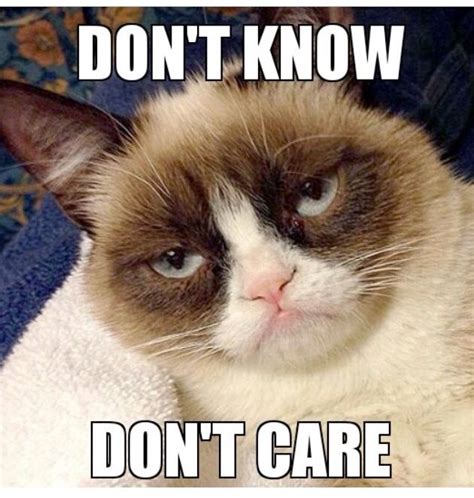 The 40 Funniest Grumpy Cat Movie Memes - 40. How Much Is This ...