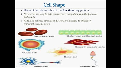 Cell shape || Purpose behind creation of different forms or shapes ...