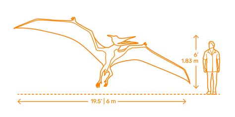 Dinosaurs | Dinosauria Dimensions & Drawings | Dimensions.com