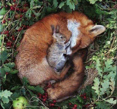 Pin by Wanda Haynes on Sly as a Fox☆☆ | Sleeping animals, Baby animals ...