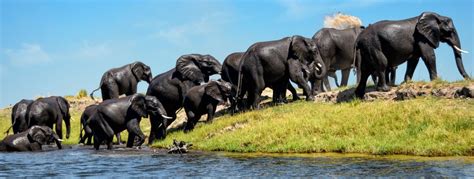 Chobe National Park Safari | Botswana | Africa Sky