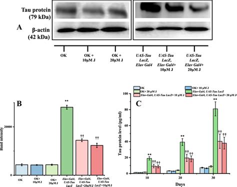 Quantification of Tau protein. A Tau protein expression in western blot ...