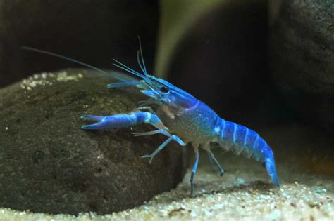 Baby Crayfish Facts