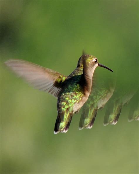 Honey Bird Flying Backwards Photograph by Amalia Jonas