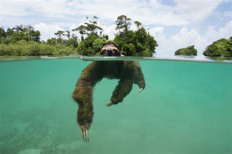 Swimming Pygmy Three Toed Sloth Photograph by Suzi Eszterhas - Fine Art America