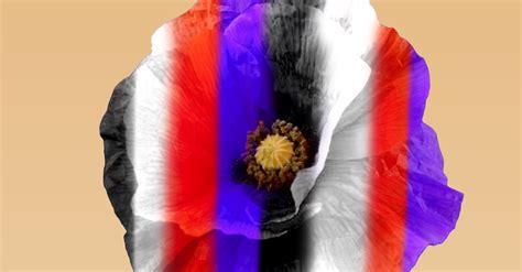 What do the different colour poppies mean?