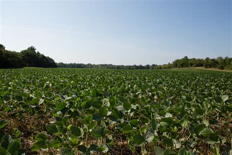 Eight Statistics that Prove U.S. Soybean Farmers Are Sustainable