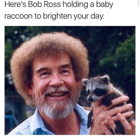 Pinterest: yarenak67 | Bob ross, Baby raccoon, Funny pictures