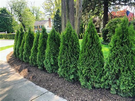 PRIVACY TREES – Discount Plantings