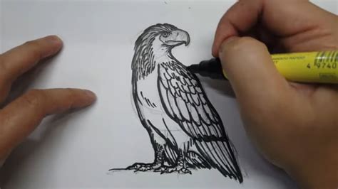 Philippine Eagle Drawing