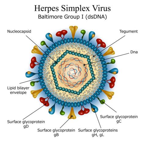 Herpesvirus Structure