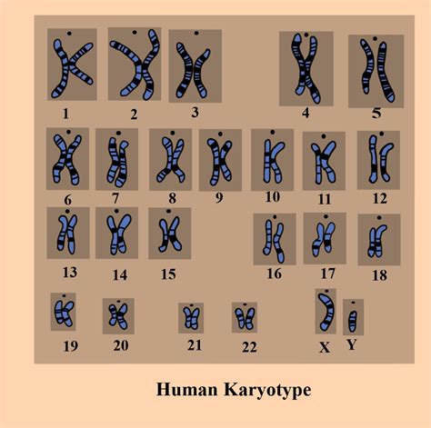 Karyotype isa)Division of the nucleusb)Chromosome complement specific for each speciesc)All ...