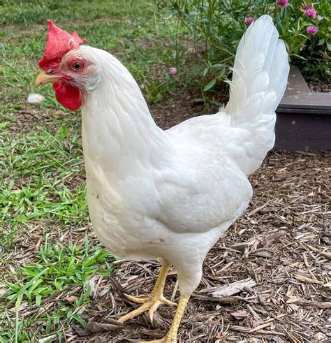 Top 8 Free-Range Chicken Breeds (with Pictures)