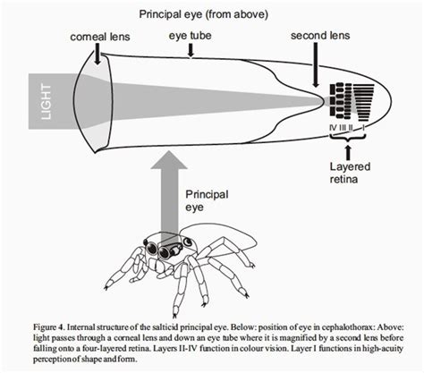 Spider Vision Made Clear | WIRED