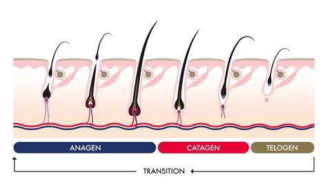 Anagen-catagen-telogen-growth-phase-how-it-works-hair-cycle | Msm hair growth, Hair growth ...