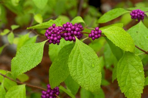 Plant Profile: American Beautyberry - Dyck Arboretum