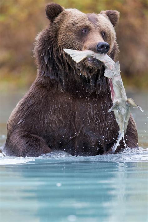 Brown Bear Eats Salmon Photography Print, Bear Photography, Bear Fine Art, Bear Wall Art, Bear ...